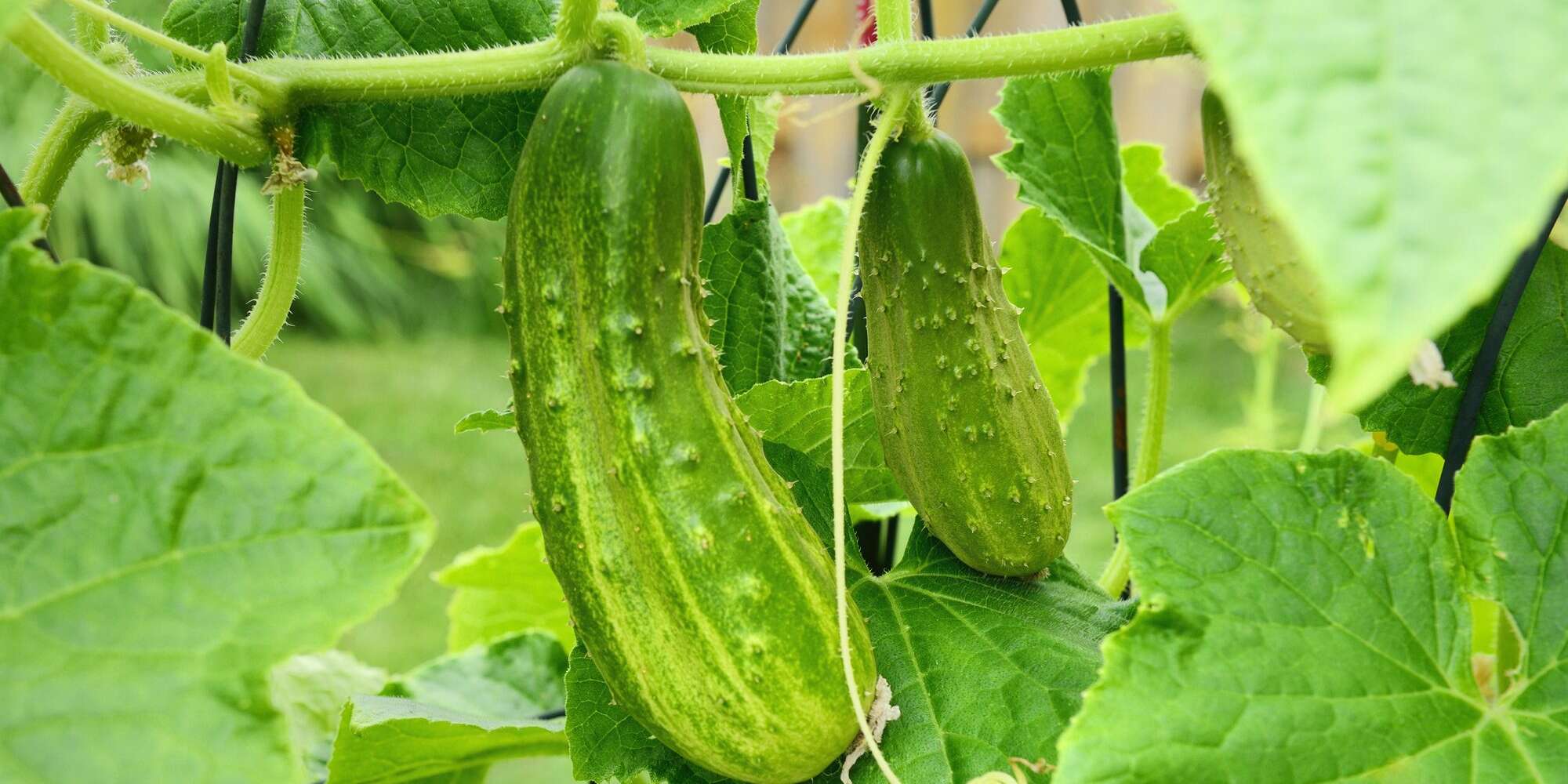 9 idées de treillis de concombre qui propulseront votre récolte de concombre vers de nouveaux sommets 2 9 idées de treillis de concombre qui propulseront votre récolte de concombre vers de nouveaux sommets - 1