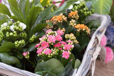 Comment prendre soin de Kalanchoe et obtenir les fleurs les plus vibrantes - 34