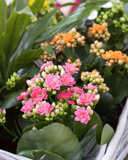Comment prendre soin de Kalanchoe et obtenir les fleurs les plus vibrantes 16 Comment prendre soin de Kalanchoe et obtenir les fleurs les plus vibrantes - 15