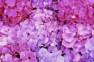 Comment prendre soin des hortensias, qu'ils soient en pot, plantés ou en bouquet - 8