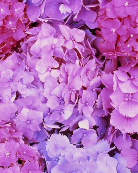 Comment prendre soin des hortensias, qu'ils soient en pot, plantés ou en bouquet 102 Comment prendre soin des hortensias, qu'ils soient en pot, plantés ou en bouquet - 101