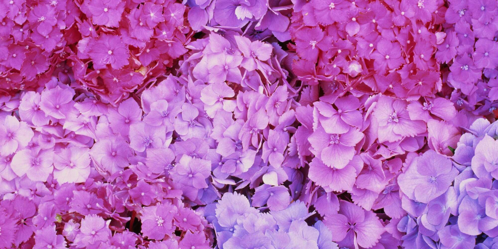 Comment prendre soin des hortensias, qu'ils soient en pot, plantés ou en bouquet 2 Comment prendre soin des hortensias, qu'ils soient en pot, plantés ou en bouquet - 1