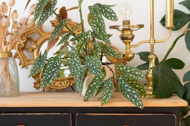 Les 7 plantes d'intérieur les plus populaires de 2022, selon Plant Pros - 4