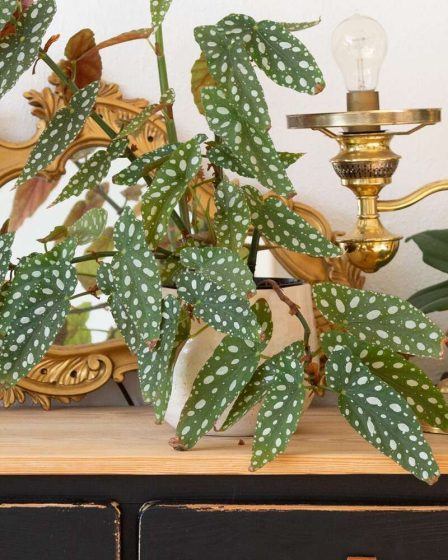 Les 7 plantes d'intérieur les plus populaires de 2022, selon Plant Pros 157 Les 7 plantes d'intérieur les plus populaires de 2022, selon Plant Pros - 156