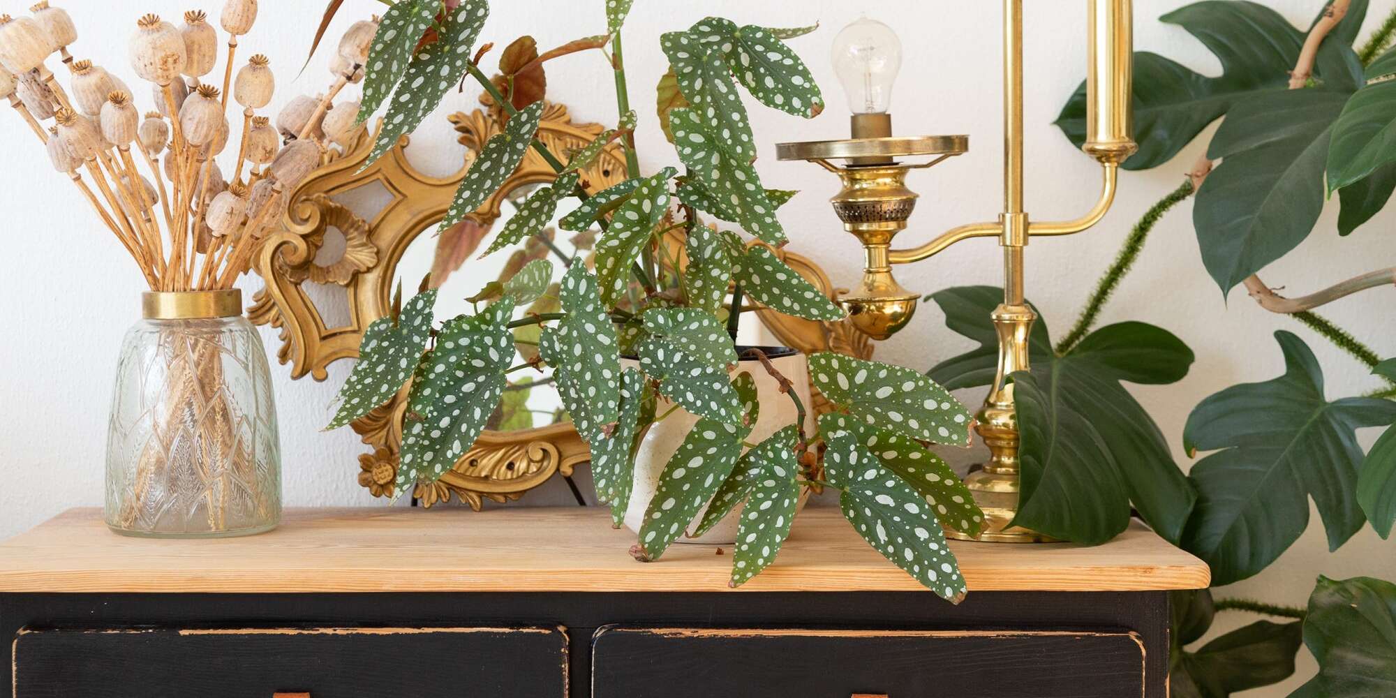 Les 7 plantes d'intérieur les plus populaires de 2022, selon Plant Pros 2 Les 7 plantes d'intérieur les plus populaires de 2022, selon Plant Pros - 1
