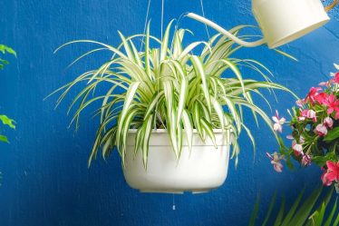 Le secret pour prendre soin des plantes araignées ? N'y pensez pas trop. - 7