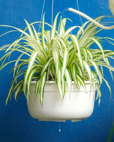 Le secret pour prendre soin des plantes araignées ? N'y pensez pas trop. 36 Le secret pour prendre soin des plantes araignées ? N'y pensez pas trop. - 35