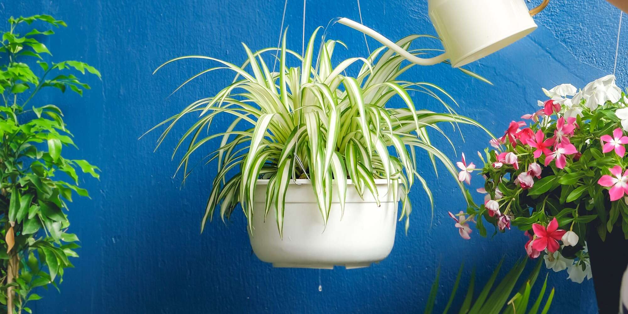 Le secret pour prendre soin des plantes araignées ? N'y pensez pas trop. - 1