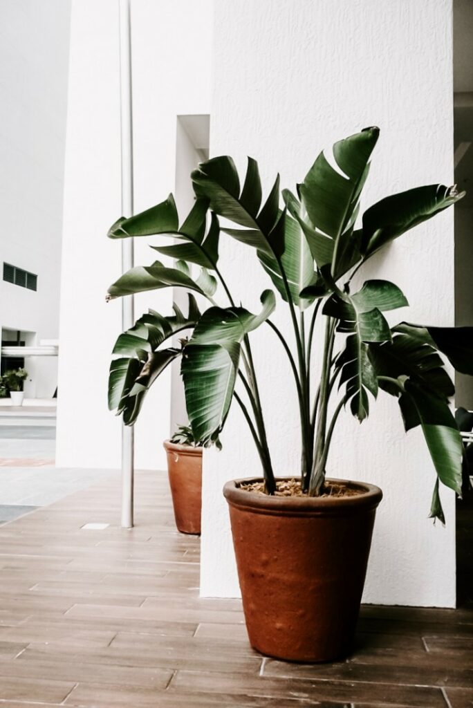 Préparez votre jardin canicule ! Six conseils de jardinage pratiques pour les débutants 5 Comment garder vos plantes d'intérieur en vie pendant une vague de chaleur