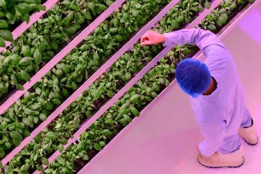 Qu'est-ce que l'agriculture verticale ? | Magazine de la BBC sur la science - 7