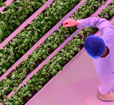 Qu'est-ce que l'agriculture verticale ? | Magazine de la BBC sur la science 75 Qu'est-ce que l'agriculture verticale ? | Magazine de la BBC sur la science - 74