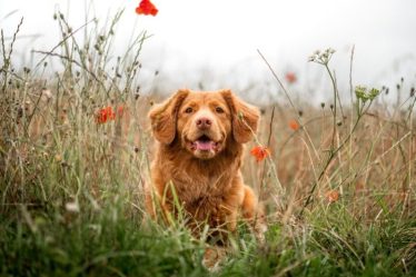 Grossesse chez les chiens : que faire lorsque votre compagnon canin attend - 8