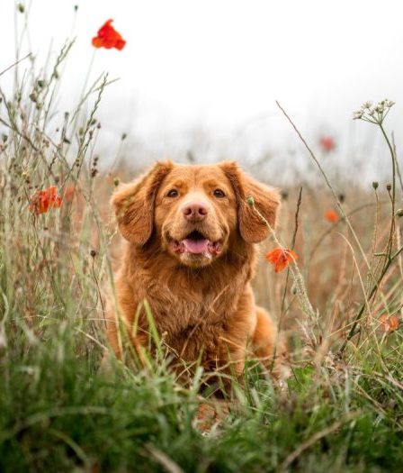 Grossesse chez les chiens : que faire lorsque votre compagnon canin attend 111 Grossesse chez les chiens : que faire lorsque votre compagnon canin attend - 110