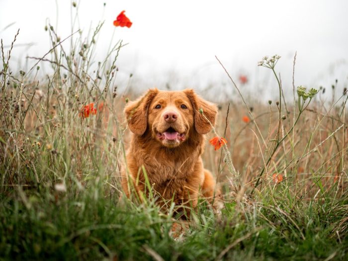 Grossesse chez les chiens : que faire lorsque votre compagnon canin attend 2 Grossesse chez les chiens : que faire lorsque votre compagnon canin attend - 1
