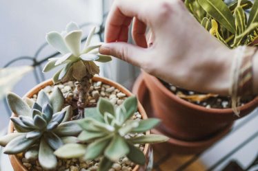 Comment prendre soin des plantes succulentes et les garder parfaites - 10