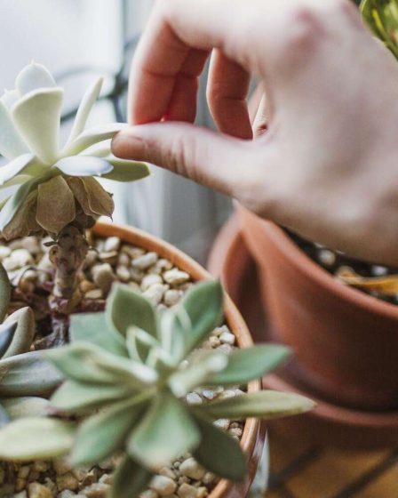 Comment prendre soin des plantes succulentes et les garder parfaites - 143