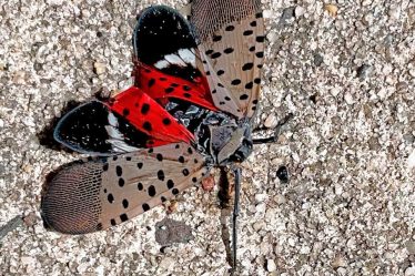 Vous le voyez ? Écrasez-le ! Lutte contre la mouche lanterne tachetée envahissante. - 5