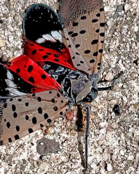 Vous le voyez ? Écrasez-le ! Lutte contre la mouche lanterne tachetée envahissante. 40 Vous le voyez ? Écrasez-le ! Lutte contre la mouche lanterne tachetée envahissante. - 39