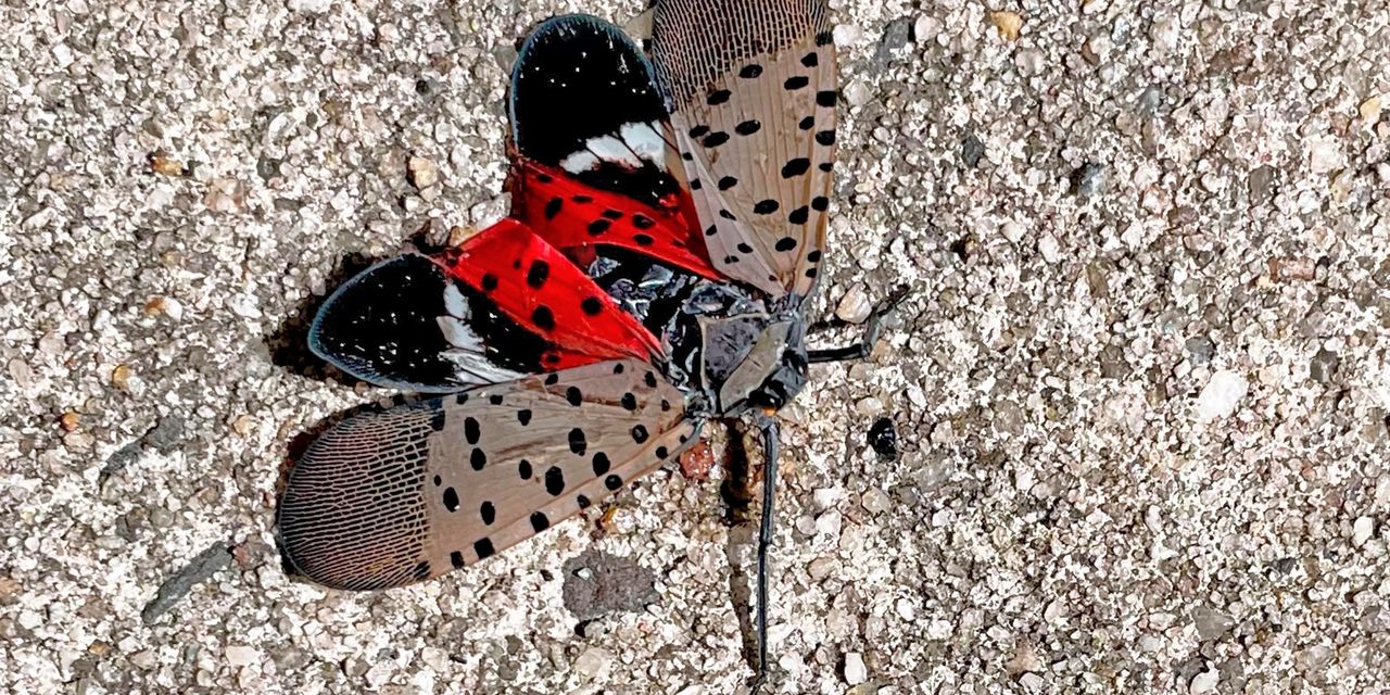 Vous le voyez ? Écrasez-le ! Lutte contre la mouche lanterne tachetée envahissante. 2 Vous le voyez ? Écrasez-le ! Lutte contre la mouche lanterne tachetée envahissante. - 1