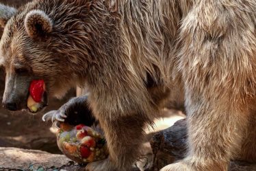 Méfiez-vous d'un recul des actions en «piège à ours» après le grand rallye de l'été, préviennent les stratèges - 9