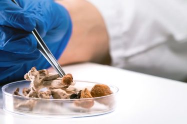 Les «champignons magiques» pourraient aider les alcooliques à boire 83% de moins, selon une étude - 5