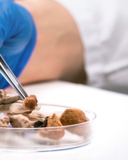 Les «champignons magiques» pourraient aider les alcooliques à boire 83% de moins, selon une étude 36 Les «champignons magiques» pourraient aider les alcooliques à boire 83% de moins, selon une étude - 35