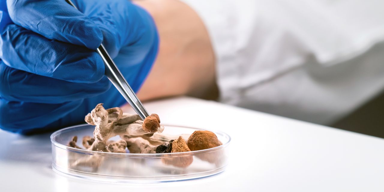 Les «champignons magiques» pourraient aider les alcooliques à boire 83% de moins, selon une étude 2 Les «champignons magiques» pourraient aider les alcooliques à boire 83% de moins, selon une étude - 1