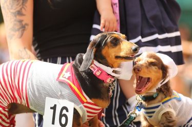 Les actions pourraient se diriger vers une autre vente massive selon le panier de hot-dogs de fonds spéculatifs de RBC - 5