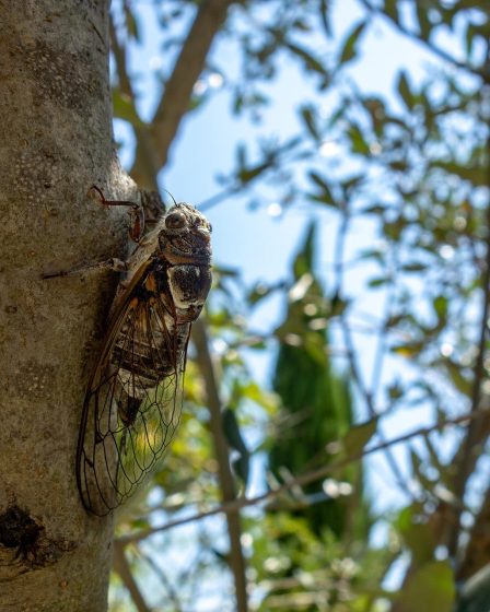 Trop chaud pour cymbaliser : la canicule française fait taire les cigales de Provence - 56