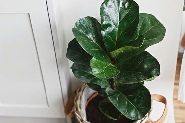10 plantes d'intérieur courantes dont il est difficile de s'occuper - 6