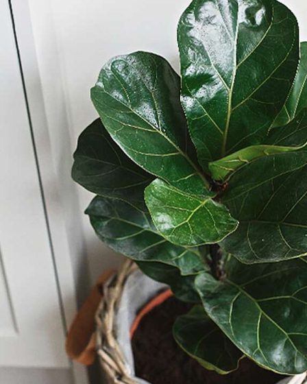 10 plantes d'intérieur courantes dont il est difficile de s'occuper 75 10 plantes d'intérieur courantes dont il est difficile de s'occuper - 74