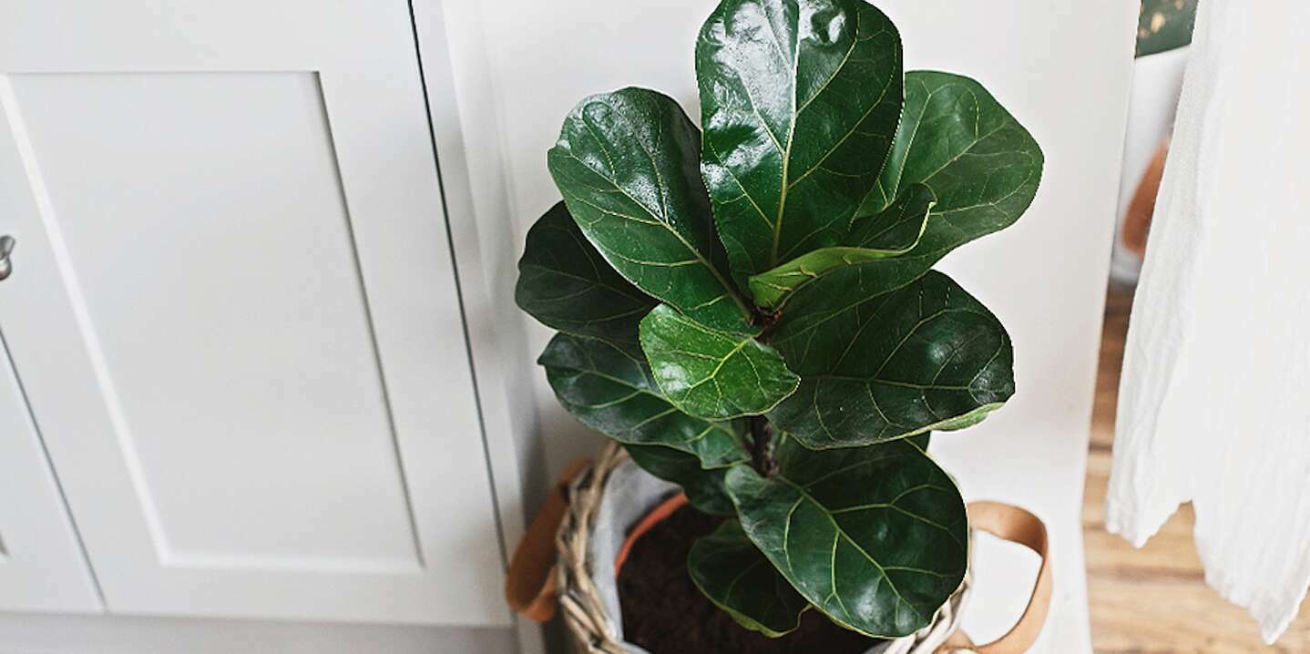 10 plantes d'intérieur courantes dont il est difficile de s'occuper 2 10 plantes d'intérieur courantes dont il est difficile de s'occuper - 1