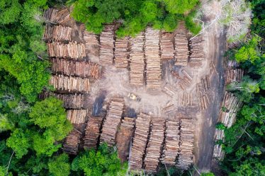 Les États-Unis, le Royaume-Uni et les nations puissantes prennent au sérieux la protection des forêts jugées vitales pour atteindre l'objectif climatique de Paris - 5