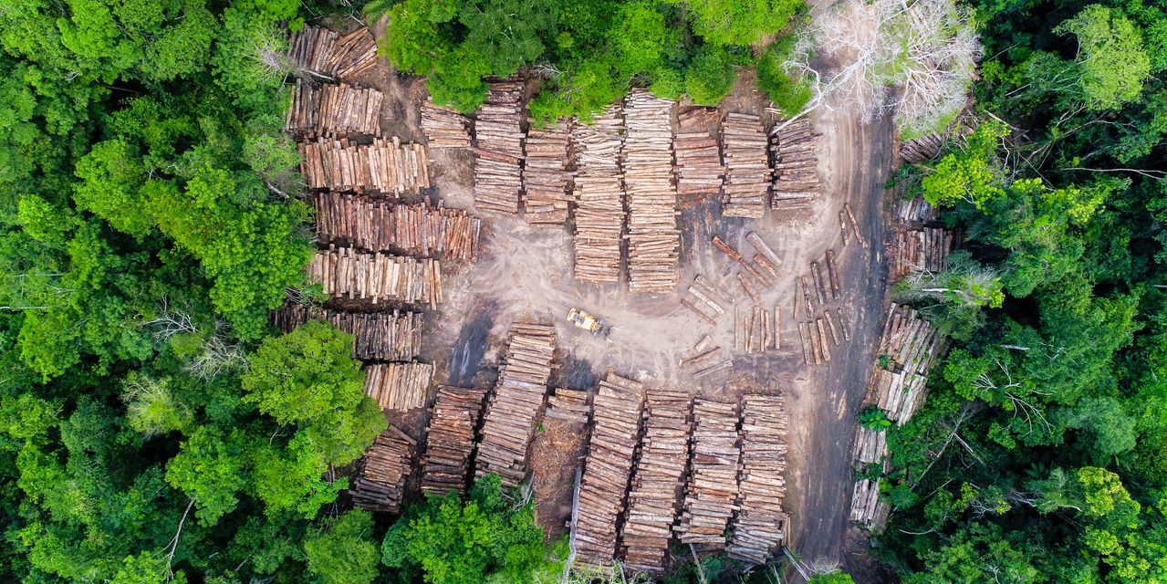 Les États-Unis, le Royaume-Uni et les nations puissantes prennent au sérieux la protection des forêts jugées vitales pour atteindre l'objectif climatique de Paris 2 Les États-Unis, le Royaume-Uni et les nations puissantes prennent au sérieux la protection des forêts jugées vitales pour atteindre l'objectif climatique de Paris - 1