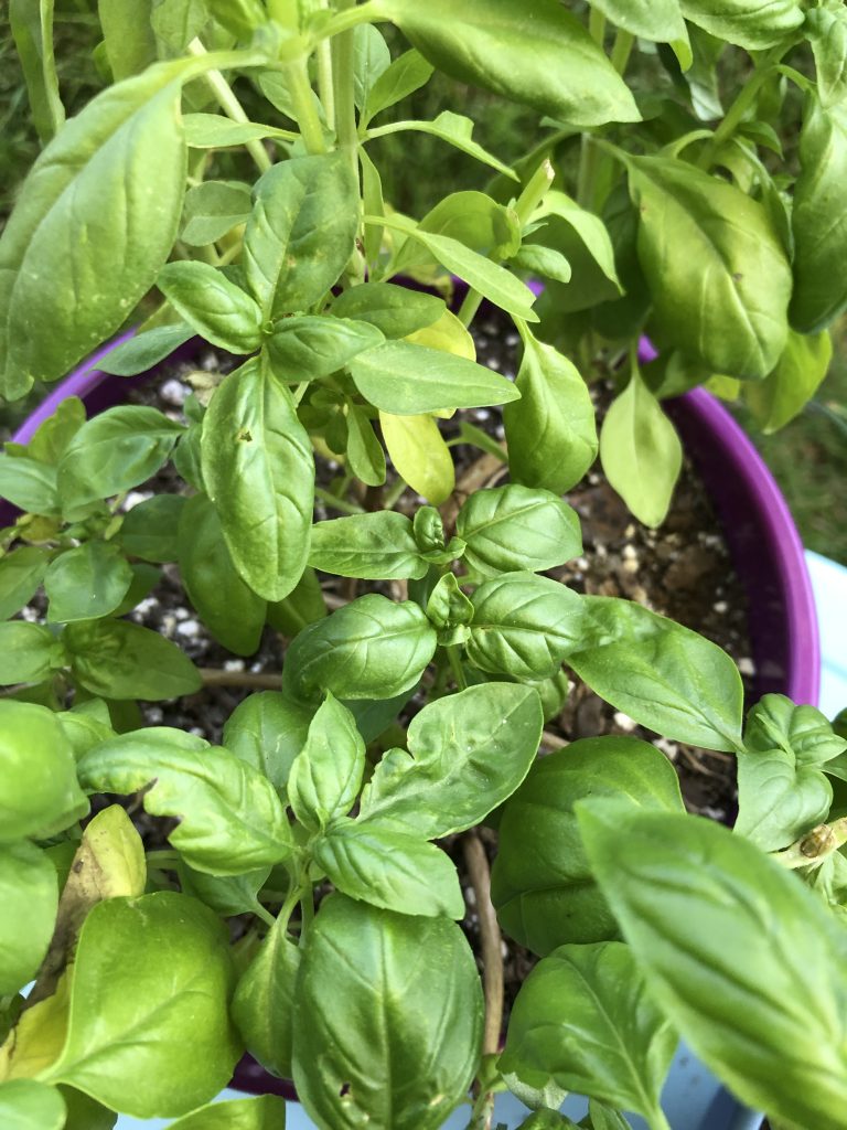 Foodstuff : Une recette de pesto pour ceux qui détestent le gaspillage alimentaire 12 Foodstuff : Une recette de pesto pour ceux qui détestent le gaspillage alimentaire - 11