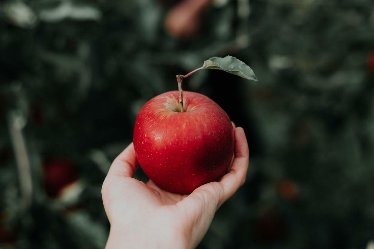 50 meilleures légendes Instagram de vergers de pommiers 2 50 meilleures légendes Instagram de vergers de pommiers - 1