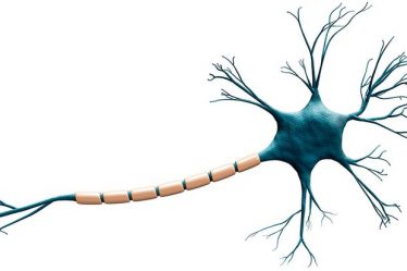 Comment mon cerveau différencie-t-il différentes langues ? - 7