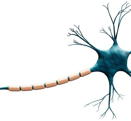 Comment mon cerveau différencie-t-il différentes langues ? 36 Comment mon cerveau différencie-t-il différentes langues ? - 35