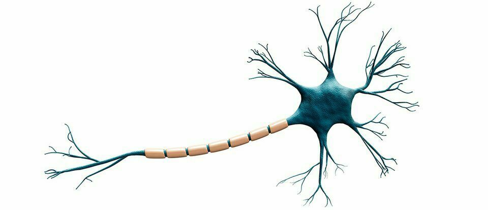 Comment mon cerveau différencie-t-il différentes langues ? 2 Comment mon cerveau différencie-t-il différentes langues ? - 1