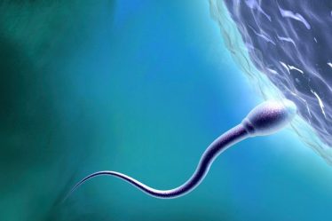 Une protéine qui aide les spermatozoïdes à fusionner avec les ovules pourrait améliorer les traitements de fertilité - 5