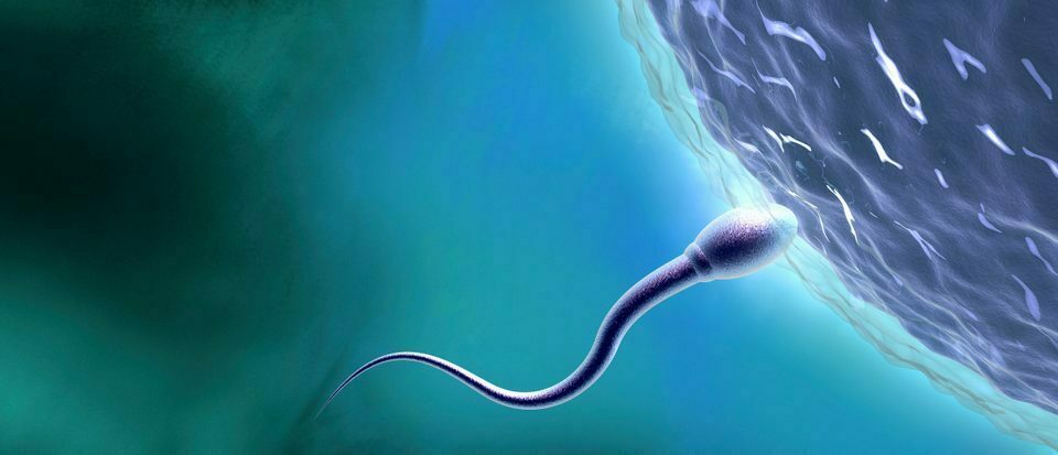 Une protéine qui aide les spermatozoïdes à fusionner avec les ovules pourrait améliorer les traitements de fertilité 2 Une protéine qui aide les spermatozoïdes à fusionner avec les ovules pourrait améliorer les traitements de fertilité - 1