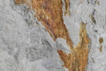 La deuxième flore la plus ancienne de France réécrit son histoire – Sciences et Avenir › - 5