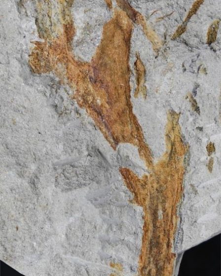 La deuxième flore la plus ancienne de France réécrit son histoire – Sciences et Avenir › 4 La deuxième flore la plus ancienne de France réécrit son histoire – Sciences et Avenir › - 3