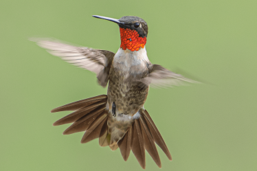 Les Texans du Nord voient des colibris migrateurs avant l'hiver - NBC 5 Dallas-Fort Worth - 9