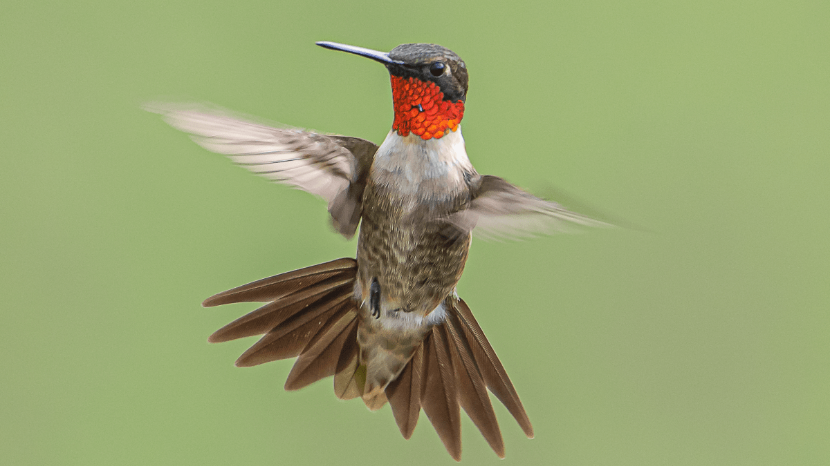 Les Texans du Nord voient des colibris migrateurs avant l'hiver - NBC 5 Dallas-Fort Worth 2 Les Texans du Nord voient des colibris migrateurs avant l'hiver - NBC 5 Dallas-Fort Worth - 1