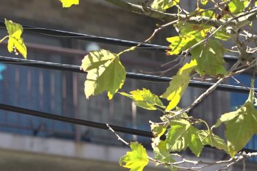 Les habitants du Queens ont demandé à peser sur l'endroit où planter 100 000 $ d'arbres - 9