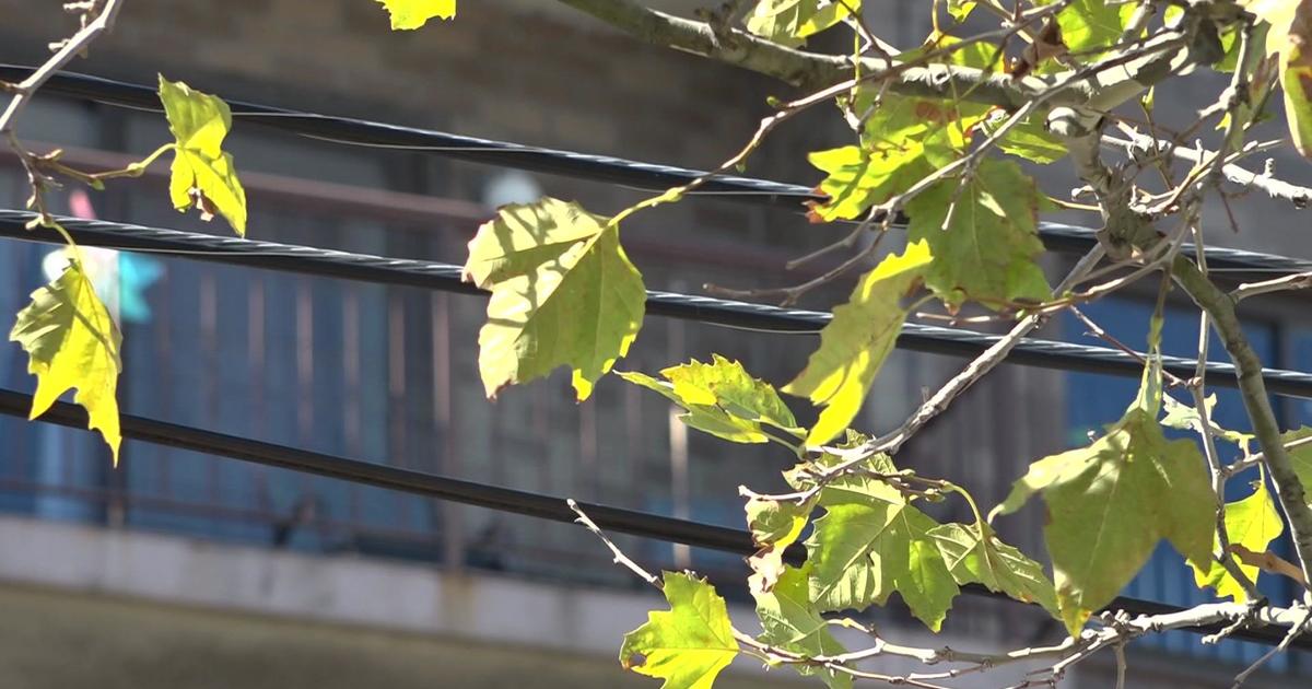 Les habitants du Queens ont demandé à peser sur l'endroit où planter 100 000 $ d'arbres - 1