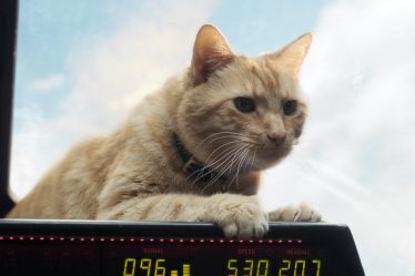 Link Tank: Goose the Cat reviendra dans The Marvels - 8