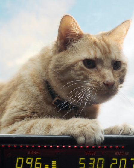Link Tank: Goose the Cat reviendra dans The Marvels - 48