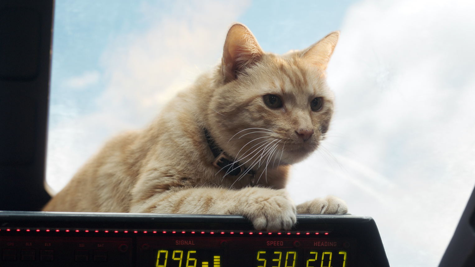 Link Tank: Goose the Cat reviendra dans The Marvels - 1